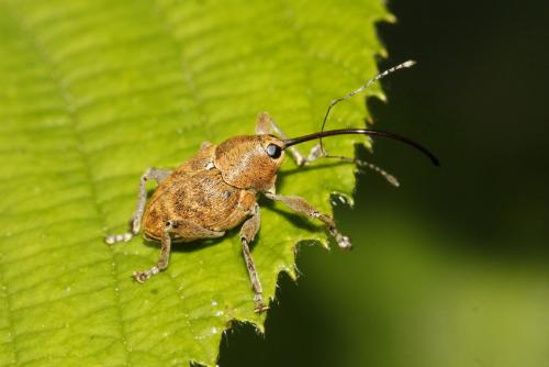 Réf. 245 499 : Curculio sp.